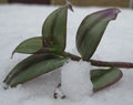 Through The Snow