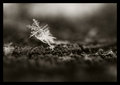 Cold and Alone