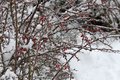 Red Berries on Snow and Ice