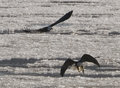 Ice Fishing Eagles
