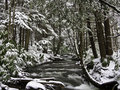 Winter Stream