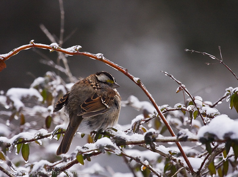 Fluffed Up