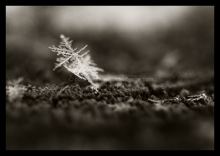 Cold and Alone