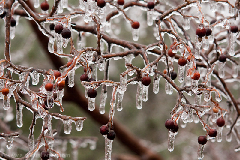 Berries on ice