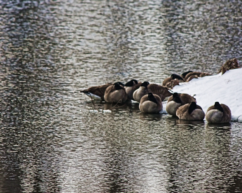 Snow Goose Schmo Goose... I'm cold!