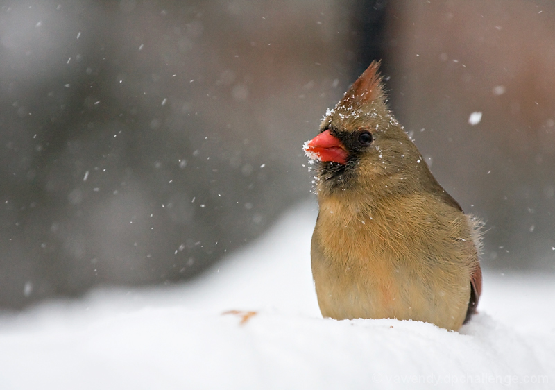 That's it! Next year I AM going to migrate!
