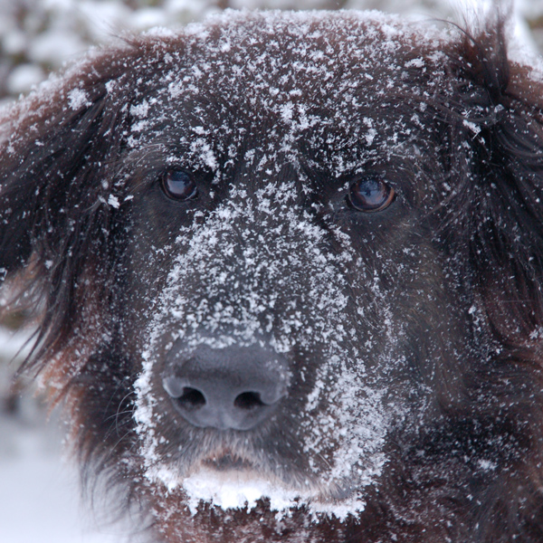 Old Man Winter