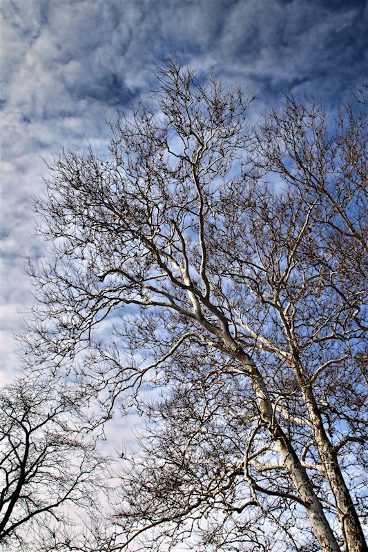 Winter Sky