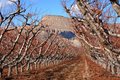 Vineyard Awaiting Spring