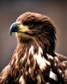 A Regal Eagle