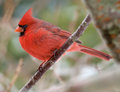 Cardinal