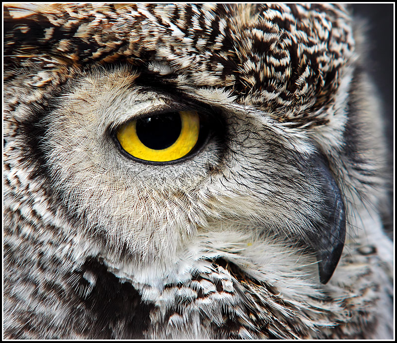 You lookin' at me, Punk?