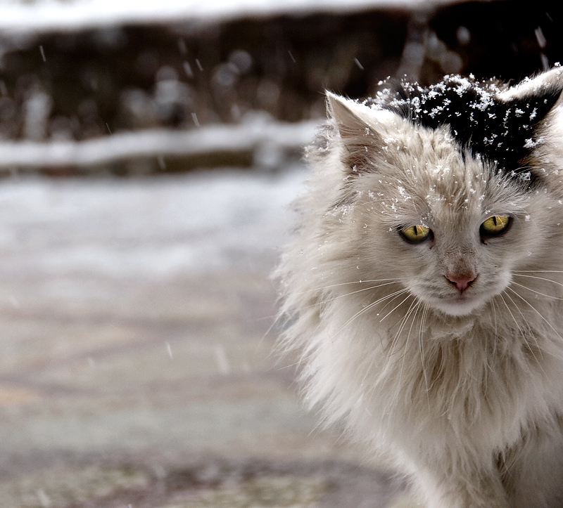 Snow White...