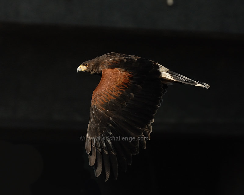 Harris Hawk on the hunt