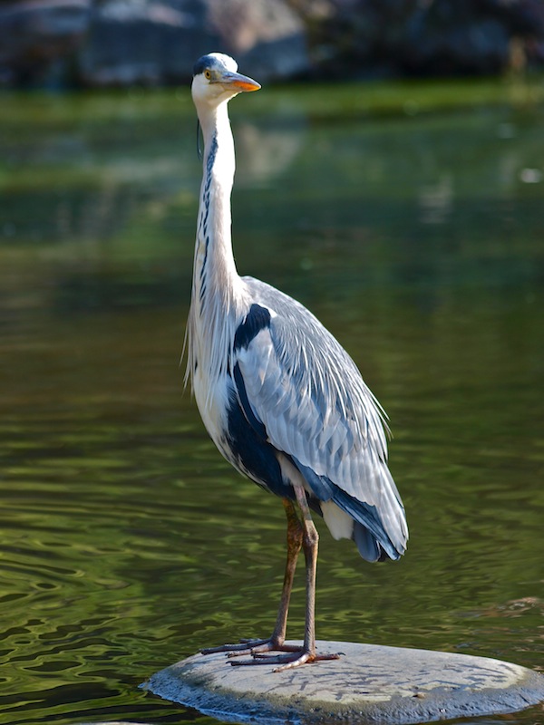 Elegant Egret