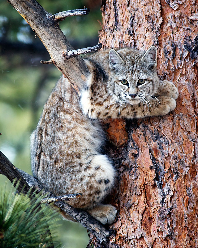 Bobcat in Ponderosa Pine