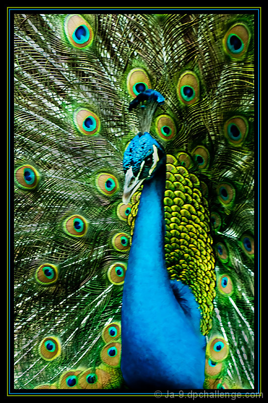 His Majesty