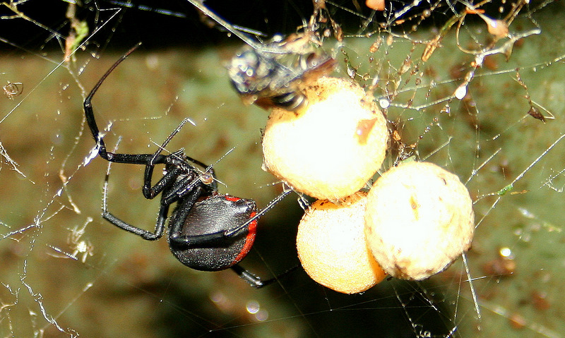 Mother Redback