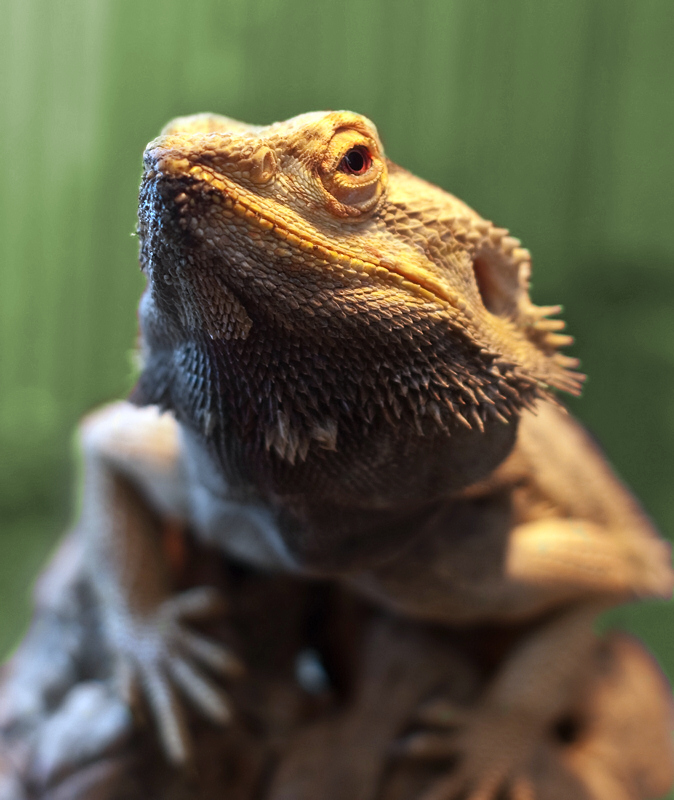 Pogona vitticeps pulchra