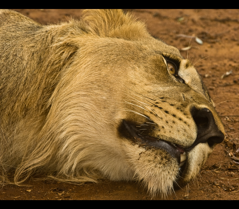 Lazy lion