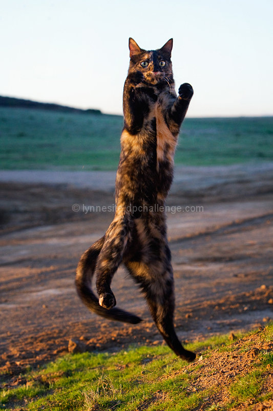 Teenage Mutant Ninja Kitteh