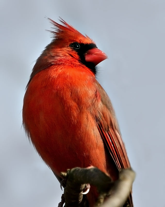 Mr Cardinal