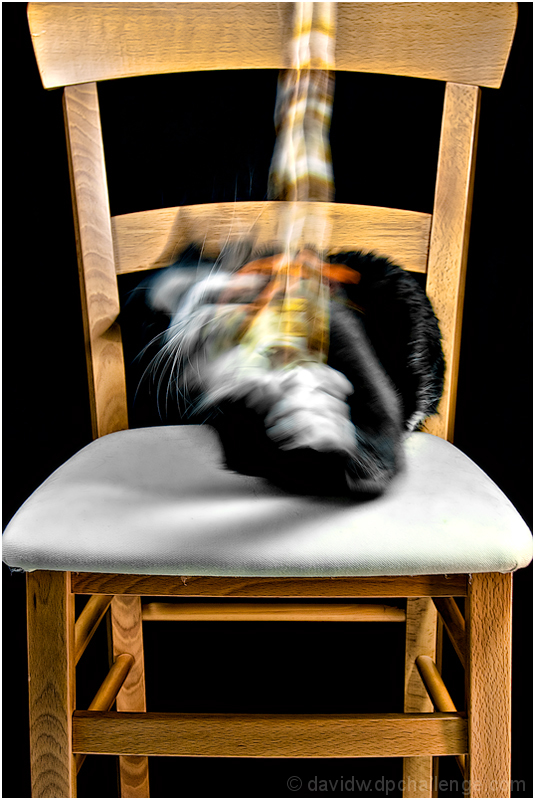 Simon on the Chair