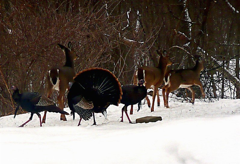 3 Turkeys Trump 3 Deer