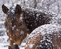 Covered in Snowflakes