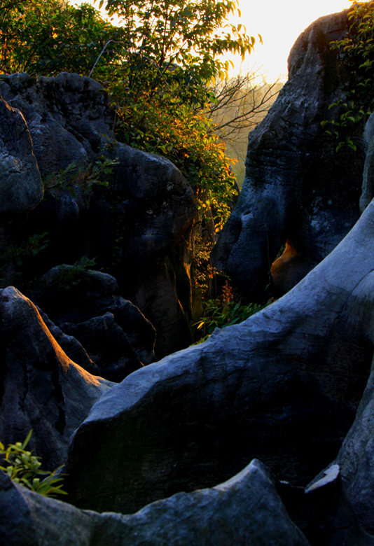  the Stone Forest 