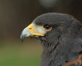 Harris Hawk Portrait