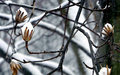 Nature's Last Course ... Snow Cakes