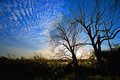 Trees fighting off clouds...