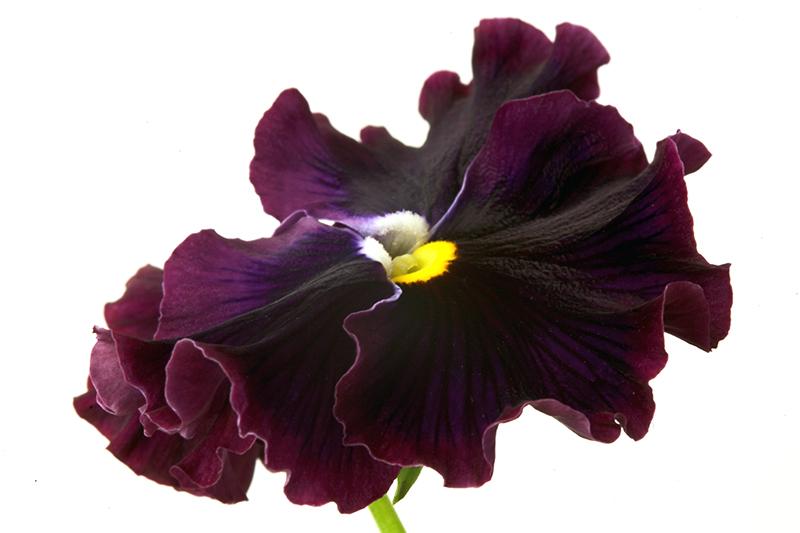Constructed by nature, nurtured by me...