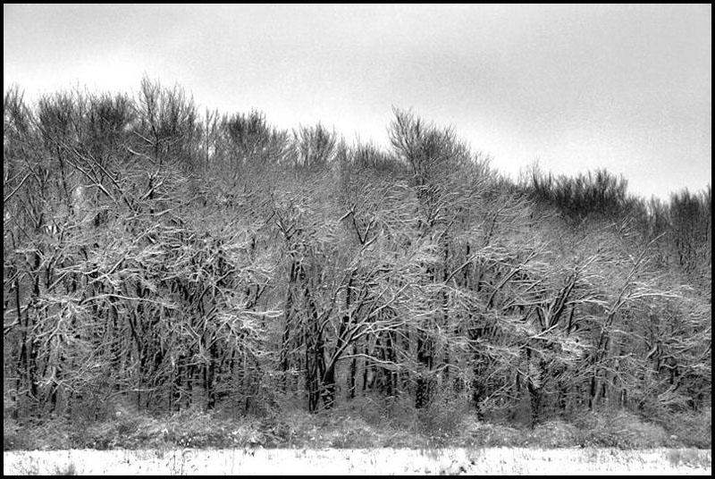 Winter Forest