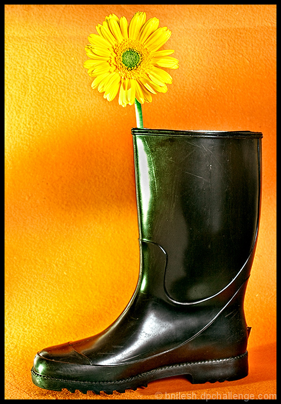 Spring Shoe