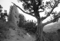 In the Garden of the Gods