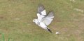 Dove