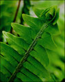 Spring Fern