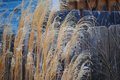 Wintry Wheatgrass