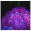 Droplets