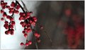 Winterberry