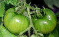 GreenTomatoes