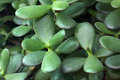 Succulent green