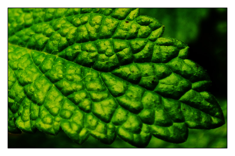 Mint Leaf