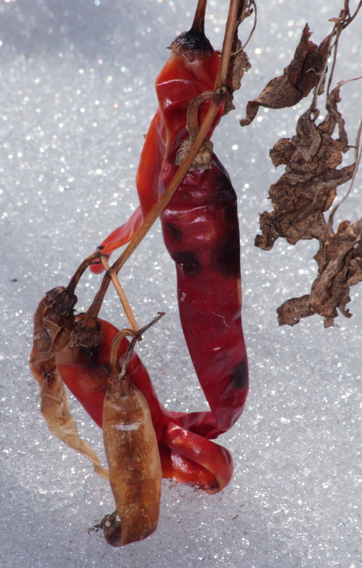 Hot N Cold