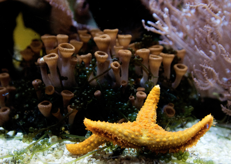 Underwater Cultivation