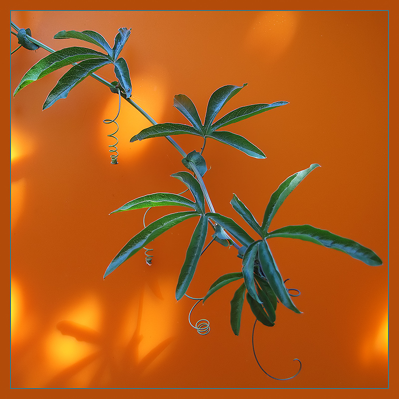 Vine