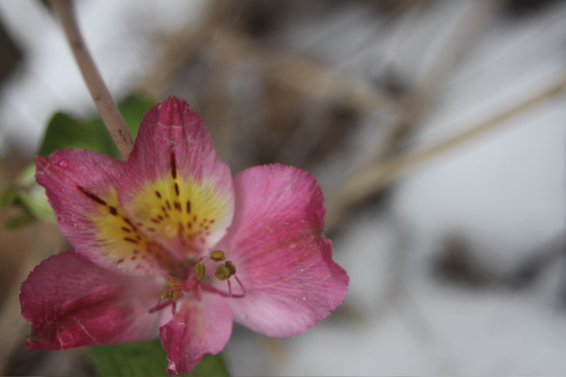 Winter Bloom