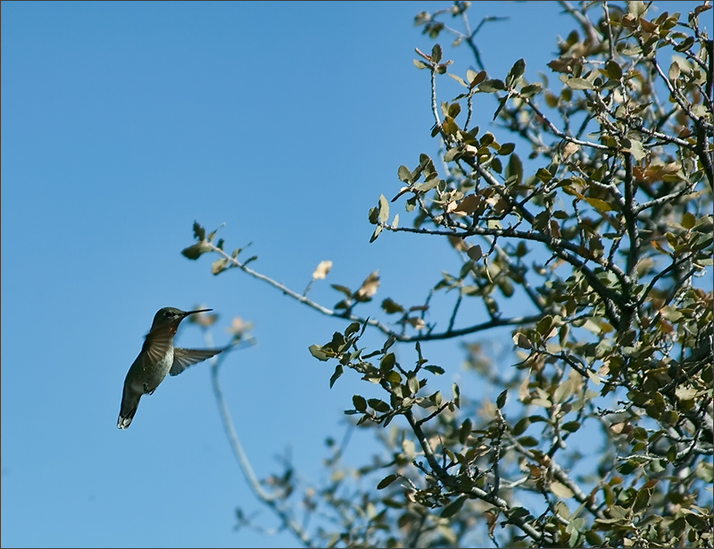 Arizona Allen's Hummingbird